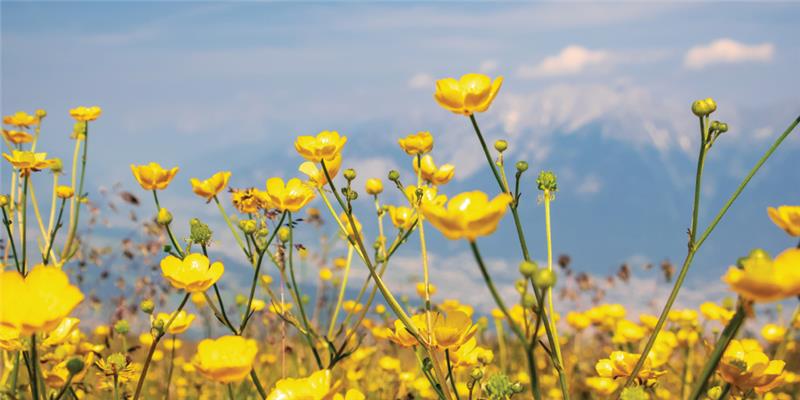 🌎 15 Fun & Fulfilling Ways to Celebrate Earth Month