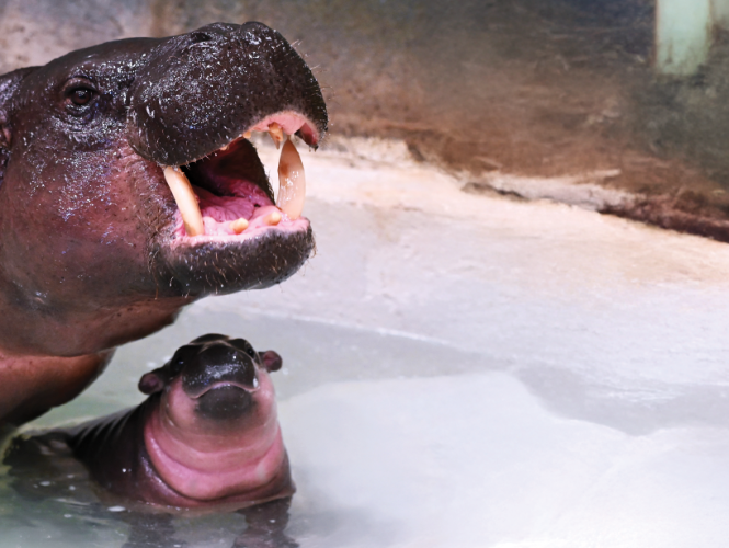 Running Wild for Poppy