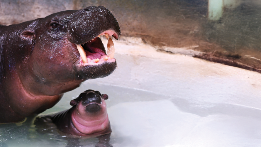 Running Wild for Poppy