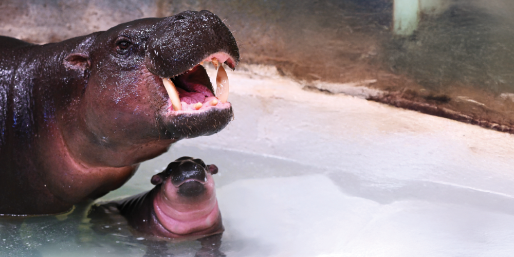 Running Wild for Poppy